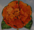 Folienballon orange Zinnie 58cm 23"