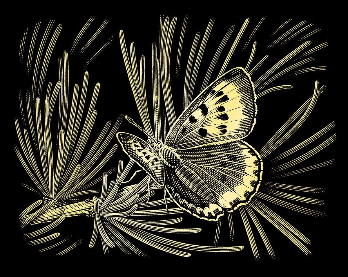 Reeves  Gravurfolien Gold Schmetterling